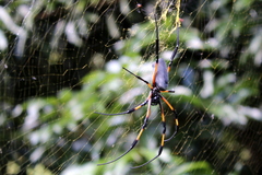 Trichonephila inaurata