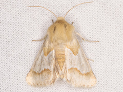 Schinia ligeae
