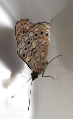 Boisduval's Tree Nymph