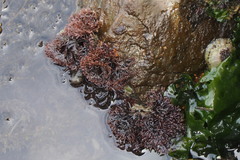 Ahnfeltiopsis flabelliformis