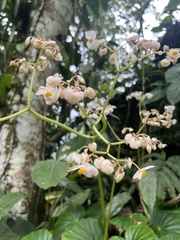 Begonia urophylla