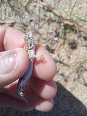 Liolaemus wiegmannii