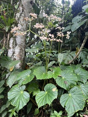 Begonia urophylla