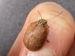 Paropsis delittlei