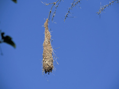 Cassiculus melanicterus