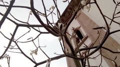 Pseudobombax ellipticum