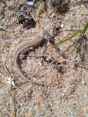 Liolaemus wiegmannii