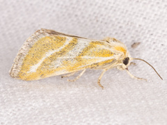Lineostriastiria hutsoni