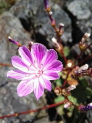 Lewisia