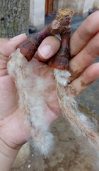 Pseudobombax ellipticum