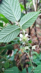 Rubus hondurensis