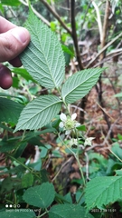 Rubus hondurensis