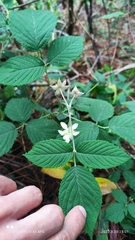 Rubus hondurensis