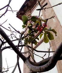 Pseudobombax ellipticum