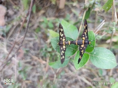 Amata