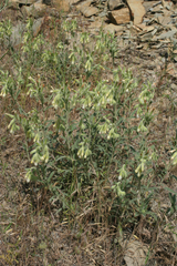 Onosma aucheriana