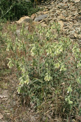 Onosma aucheriana