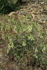 Onosma aucheriana