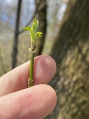 Acer negundo negundo