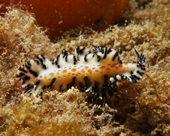 Maritigrella fuscopunctata