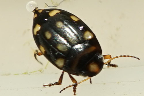 Genus Neonectes · iNaturalist