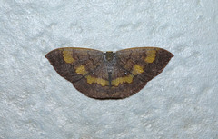 Semaeopus prasinotribes