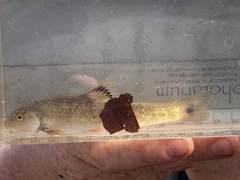 Campostoma spadiceum