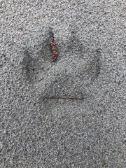 Canis lupus crassodon