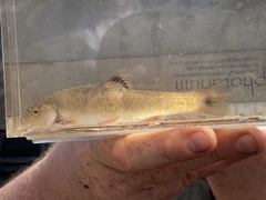 Campostoma spadiceum