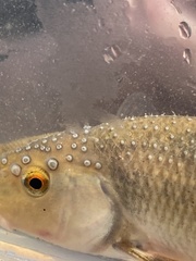 Campostoma spadiceum