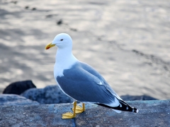 Larus michahellis atlantis