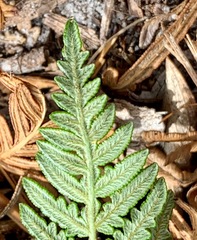 Pteridium esculentum esculentum