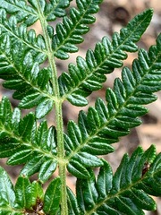 Pteridium esculentum esculentum