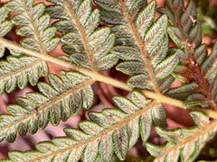 Pteridium esculentum esculentum