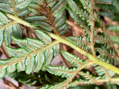 Pteridium esculentum esculentum