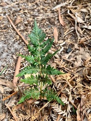 Pteridium esculentum esculentum