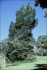 Agathis microstachya