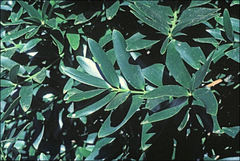 Agathis microstachya