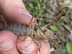 Procambarus ouachitae