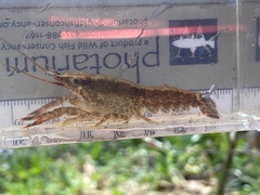 Procambarus ouachitae