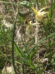 Narcissus triandrus