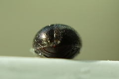 Byrrhidae