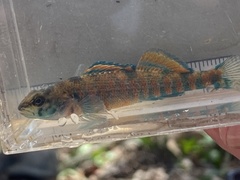 Etheostoma collettei