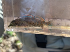 Etheostoma collettei