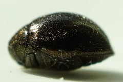 Byrrhidae