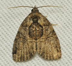 Pseudeustrotia indeterminata