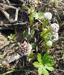 Petasites frigidus palmatus