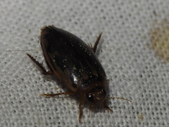 Coptotomus