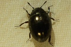 Byrrhidae