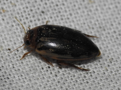 Coptotomus
